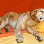 Mein Liebster kommt natürlich mit nach Düsseldorf: Mein&nbsp;Hund