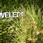 100 Jahre Skin Food: WELEDA feiert Jubiläum im Düsseldorfer City&nbsp;Spa
