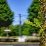 Baum der Generationen: Die Ungarische Eiche als Hoffnungsträgerin für Düsseldorfs grüne Zukunft