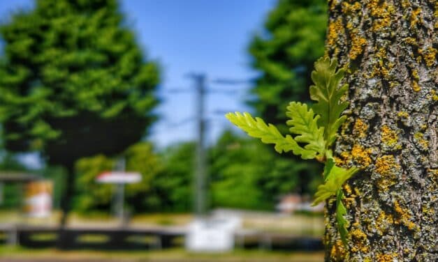 Baum der Generationen: Die Ungarische Eiche als Hoffnungsträgerin für Düsseldorfs grüne Zukunft