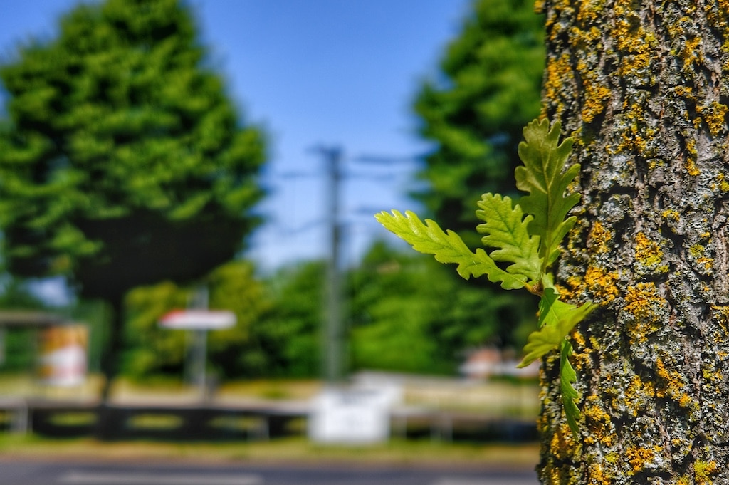 Landeshauptstadt Düsseldorf/Gartenamt/Christiane DaseDescription Die Ungarische Eiche prägt als Baum der Zukunftsliste auch das Stadtbild von Düsseldorf