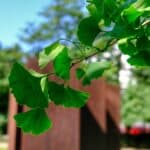 Ginkgo in Düsseldorf: Wie ein Baum aus der Urzeit die Stadt der Zukunft begrünt