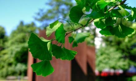 Ginkgo in Düsseldorf: Wie ein Baum aus der Urzeit die Stadt der Zukunft begrünt