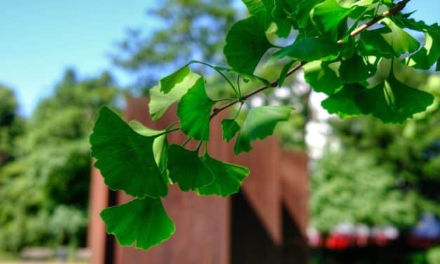 Ginkgo in Düsseldorf: Wie ein Baum aus der Urzeit die Stadt der Zukunft begrünt