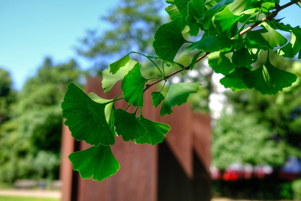 Auch der Gingko prägt ls Zukunftsbaum das Düsseldorfer Stadtbild. © Landeshauptstadt Düsseldorf/Gartenamt/Christiane Dase