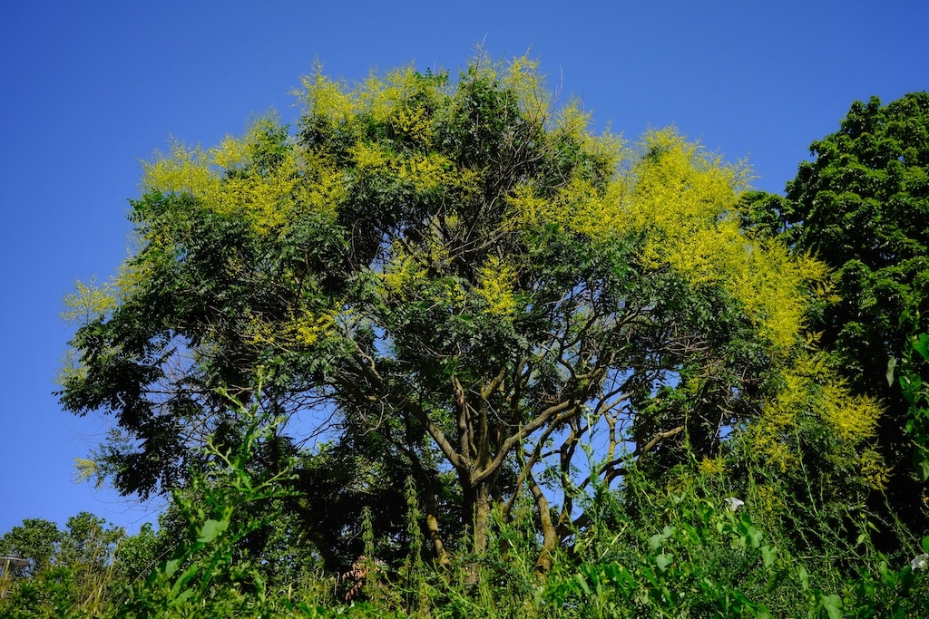 Die Blasenesche beendet die sechsteilige Sommerserie des Gartenamts über Düsseldorfs Zukunftsbäume. Dieser Baum verabschiedet den Sommer mit gelbgoldenen Blüten und begrüßt den Herbst mit ihren leuchtenden Lampions.© Landeshauptstadt Düsseldorf/Gartenamt/Dase