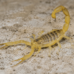 Skorpion beißt Reisende am Düsseldorfer Flughafe