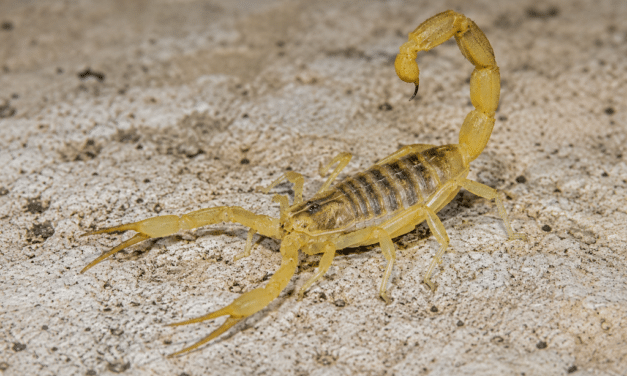 Skorpion beißt Reisende am Düsseldorfer Flughafe