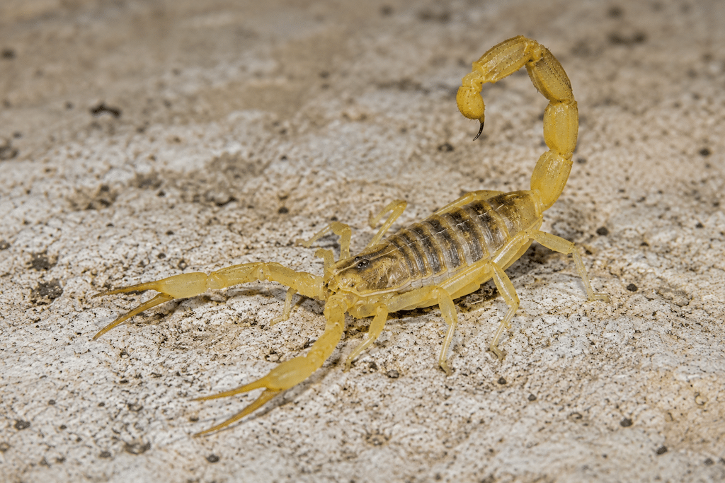 Symbolbild: KI-generierte Darstellung eines Gelben Mittelmeerskorpions (Leiurus quinquestriatus)