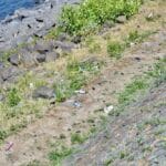 53.000 Müllteile täglich: Düsseldorfs RhineCleanUp wird wichtiger denn&nbsp;je