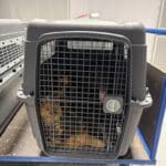 Zoll stoppt illegale Ausfuhr von sechs Hunden am Düsseldorfer Flughafen