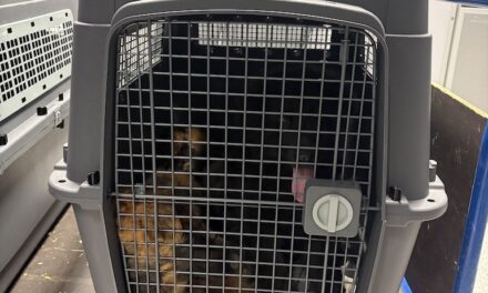 Zoll stoppt illegale Ausfuhr von sechs Hunden am Düsseldorfer Flughafen