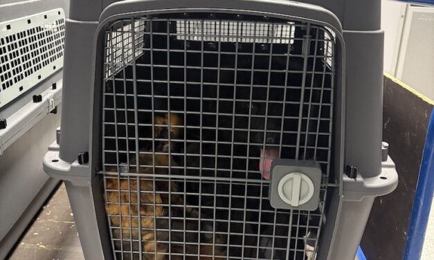 Zoll stoppt illegale Ausfuhr von sechs Hunden am Düsseldorfer Flughafen