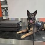 Kokain in Lutschern versteckt: Zollhunde stoppen 68-Jährigen am Flughafen Düsseldorf