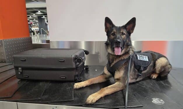 Kokain in Lutschern versteckt: Zollhunde stoppen 68-Jährigen am Flughafen Düsseldorf