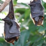 Fledermäuse erleben bei Nachtwanderungen