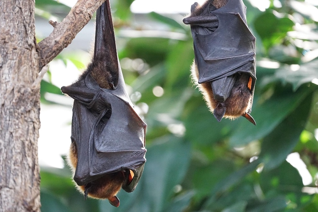 Wer Fledermäuse erleben möchte, ist bei den Touren gut aufgehoben © Kaaiserswerther Diakonie