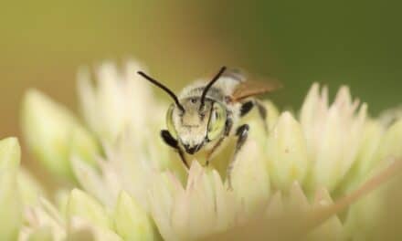 Insektenforschung zwischen Bienenfarben und Teilchenbeschleunigern