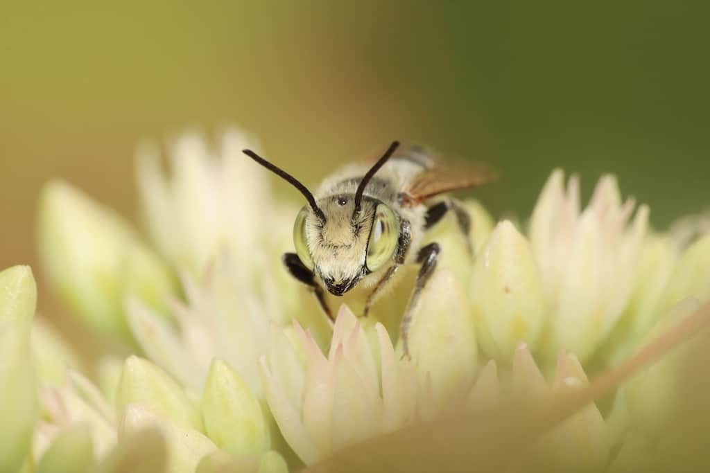 Bei der entomologischen Tagung erfahren Interessierte unter anderem, welche Farbe die Lieblingsfarbe der Blattschneiderbiene (Megachile argentata) ist und wie sich dies herausfinden lässt © Aquazoo Löbbecke Museum