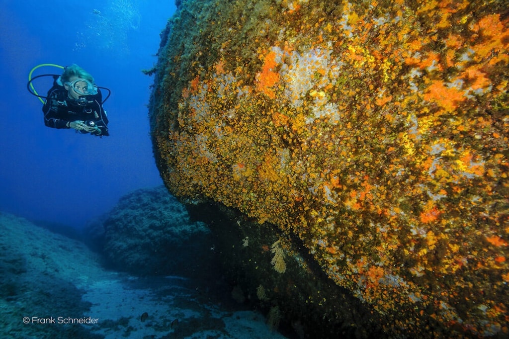 Ein Taucher erkundet die farbenprächtige Unterwasserwelt mit dicht bewachsenen Felsformationen aus leuchtend orangefarbenen Kolonien von Parazoanthus axinellae. © Frank Schneider