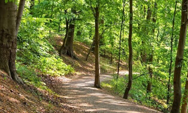 Wald-Klima-Pfad im Aaper Wald ist fertiggestellt
