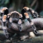 Halloween im Aquazoo: Gruseln zwischen Schaben, Haien und Zombie-Ameisen