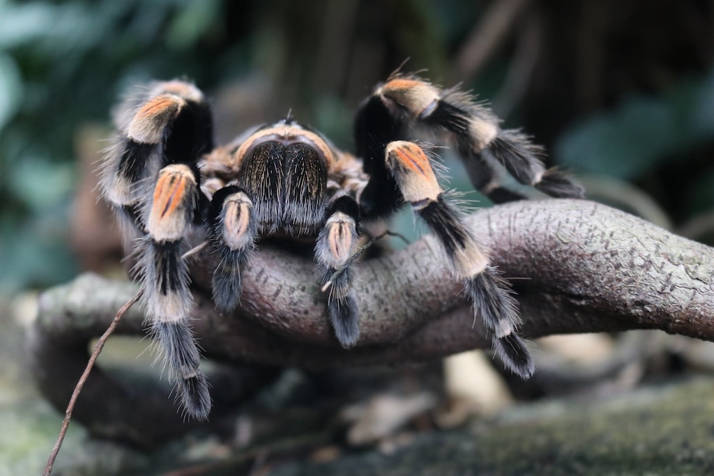 Spinnen wie diese Rotknie-Vogelspinne (Brachypelma hamorii) bieten eigentlich keinen Grund, sich zu gruseln. Auch dies erfahren die Teilnehmenden der Halloween-Führung © Aquazoo Löbbecke Museum