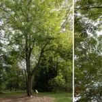 Neue Baumtafeln erzählen Geschichten aus aller&nbsp;Welt