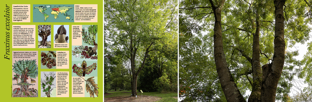 Die Baumtafel zur Gewöhnlichen Esche (Fraxinus excelsior) und ein beeindruckendes Exemplar im Botanischen Garten. Der Baum war schon für die Germanen heilig, war doch der Weltenbaum Yggdrasil, der nach ihrem Glauben neun Welten miteinander verband, eine Esche. (Grafik: HHU / Katrin Saran; Fotos: HHU / Arne Claussen)