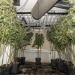 Lörick: Polizei hebt Cannabisplantage in Mehrfamilienhaus aus