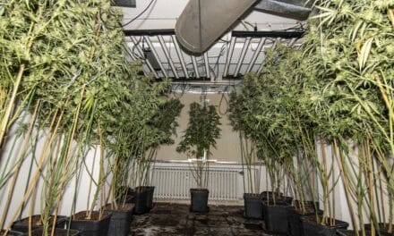 Lörick: Polizei hebt Cannabisplantage in Mehrfamilienhaus aus