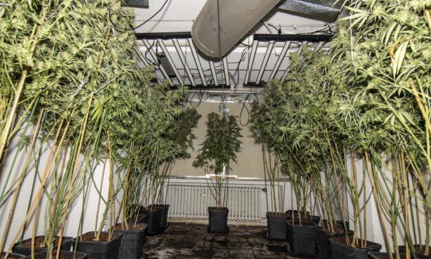 Lörick: Polizei hebt Cannabisplantage in Mehrfamilienhaus aus