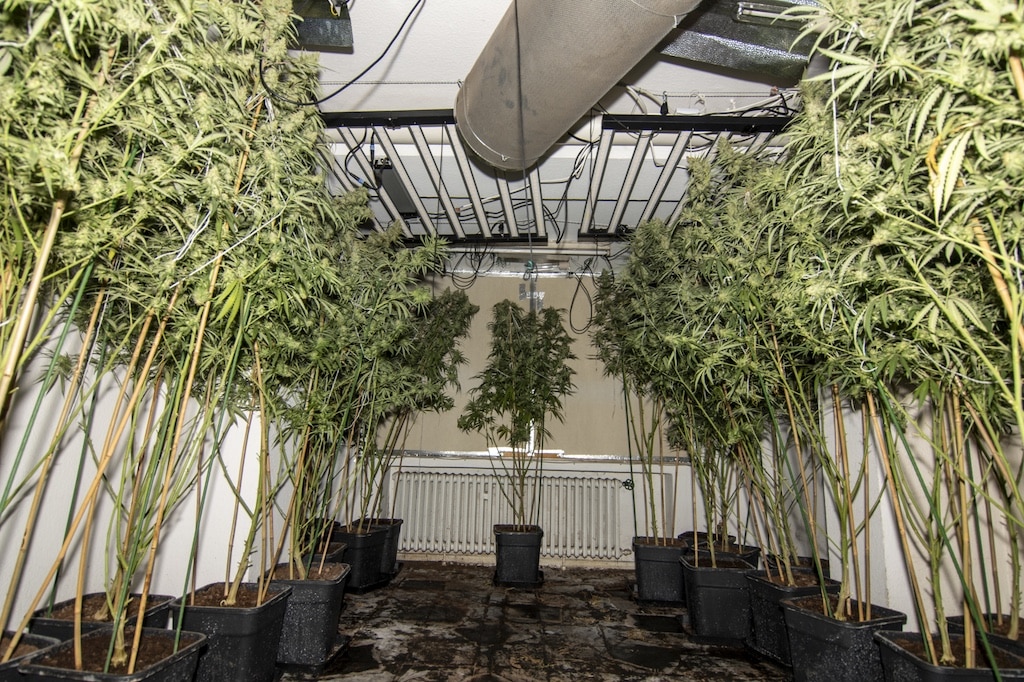 Cannabisplantage © Polizei Düsseldorf