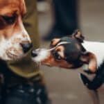 DüsselDog Days feiern gelungene Premiere am Blumengroßmarkt