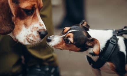 DüsselDog Days feiern gelungene Premiere am Blumengroßmarkt