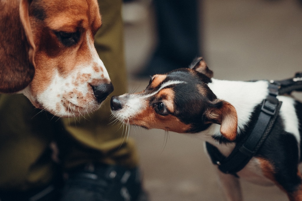 DüsselDog Days © Wellfairs Events / Miriam Rippers