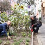 Mehr Platz für Düsseldorfs Straßenbäume