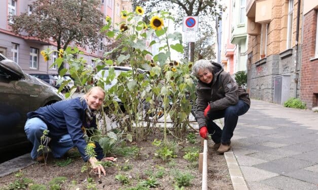 Mehr Platz für Düsseldorfs Straßenbäume