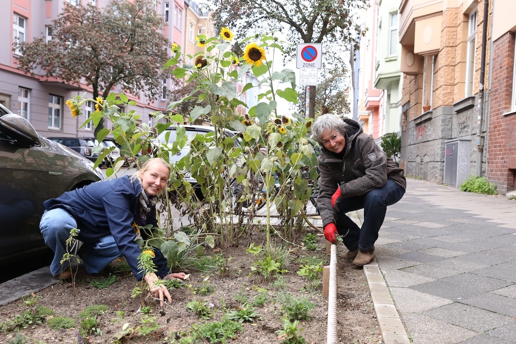 Anette Hoffmann (Biologische Station Haus Bürgel) und Dr. Susanne Dickel (Verein Platzgrün) pflegen das bepflanzte Beet an der Remscheider Straße. © Landeshauptstadt Düsseldorf/Ingo Lammert